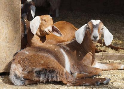 Tack 'N' Go Farms Inc. Images